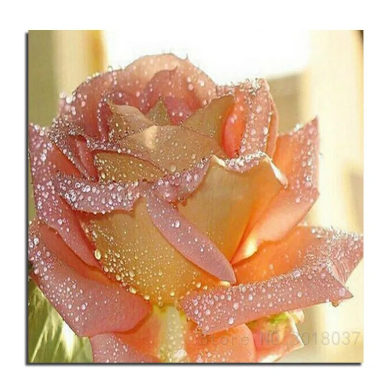 Diy Diamond Slika Vez Križić Žute Ruže pod Kišom Rukotvorina Diamond Vez Pun Trg Mozaik Ukras Od Smole Kit