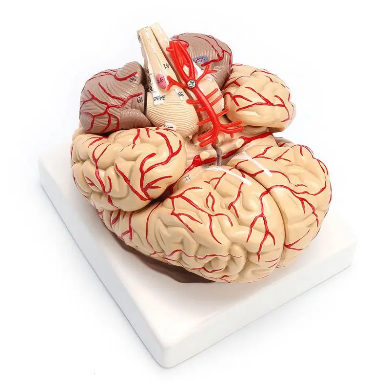 1: 1 U prirodnoj veličini Анатомическая model Anatomskih organa za препарирования ljudskog mozga