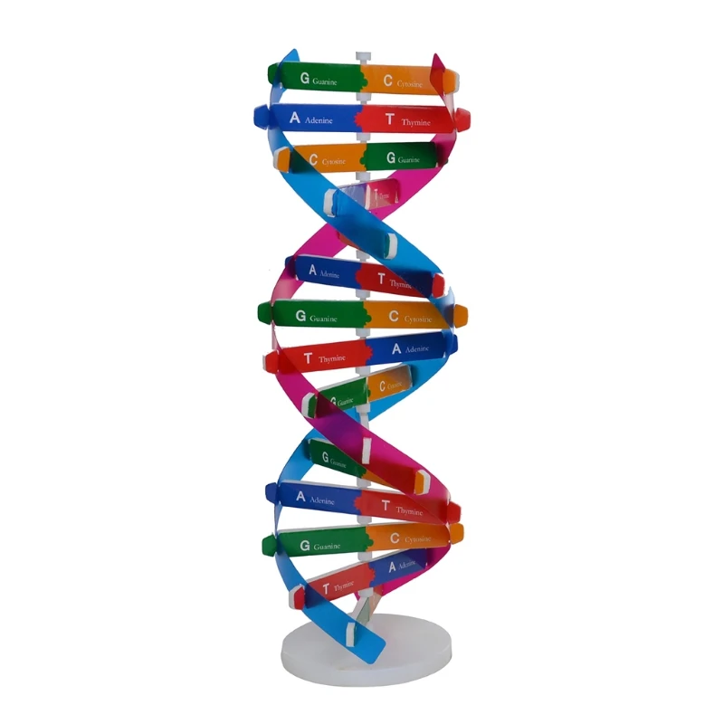 Interaktivna Igračka Biološka Znanstvena Igračka DNK Puzzle sa Dual Spiralne Strukture U Prikupljanju, Jedinica Za Slaganje, Edukativne Igračke